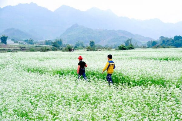 Lên Mộc Châu ngắm hoa cải trắng