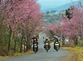 Vé máy bay đi Đà Lạt giá bao nhiêu?