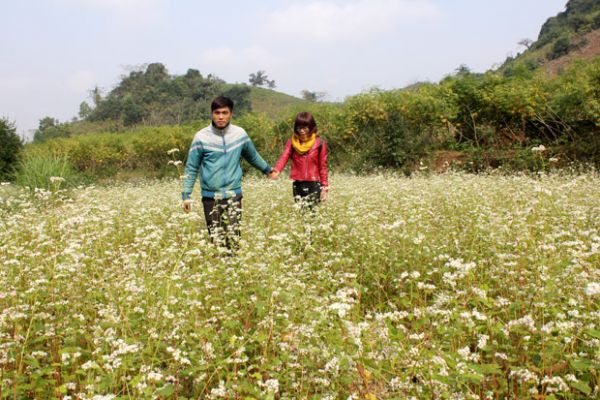 Lên Mộc Châu ngắm hoa cải trắng