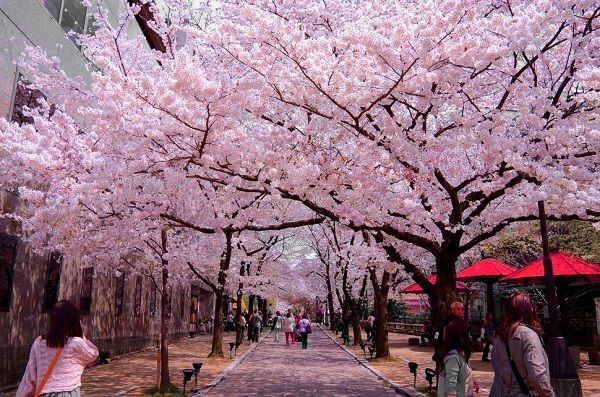 Thời gian bay từ Hà Nội đến Osaka